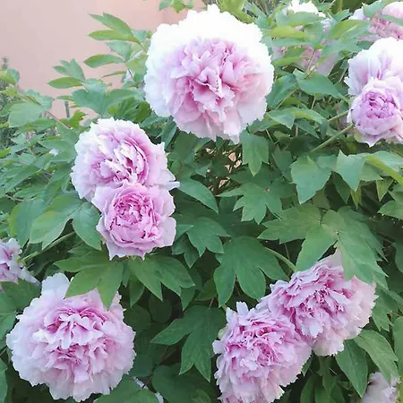 Poolside Paradise - A Hidden Gem In 스플리트