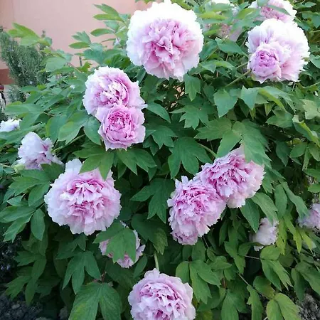 Appartement Poolside Paradise - A Hidden Gem In